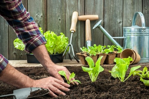 Seasonal garden upkeep in Old Malden with lawn care and leaf clearance
