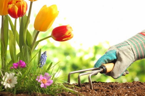 Crown reduction and tree care services in Old Malden garden