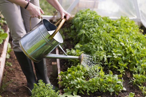 Mowing and feeding grass for lawn care in Old Malden
