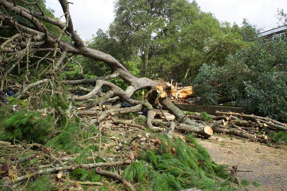 A fallen large tree with a thick, textured trunk and sprawling branches lies across a garden, having been recently uprooted or storm-damaged. The tree's split trunk shows fresh, exposed wood where it